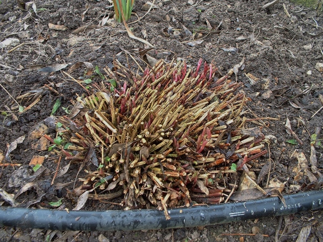 Integrifolia Alba Pruned